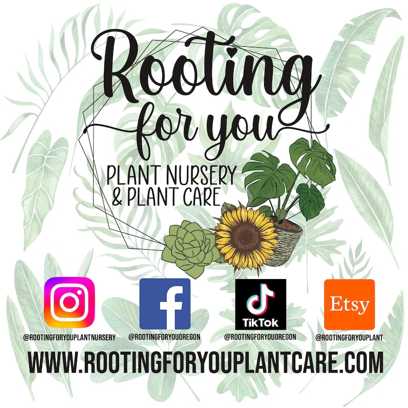 ZZ PLANT Premium Soil Less Potting Mix Oregon Licensed Nursery - - Etsy