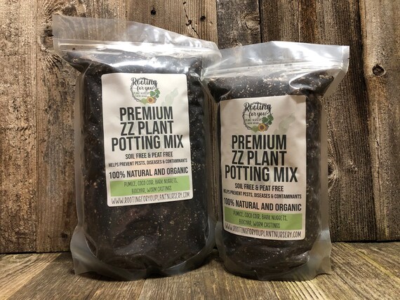 ZZ PLANT Premium Soil Less Potting Mix Oregon Licensed Nursery - - Etsy