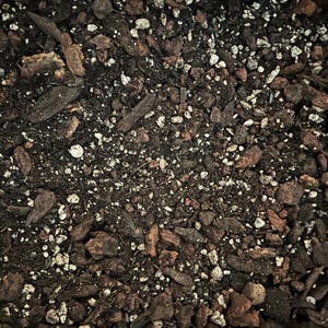 Fern Premium Soil Less Potting Mix Oregon Licensed Nursery - Etsy