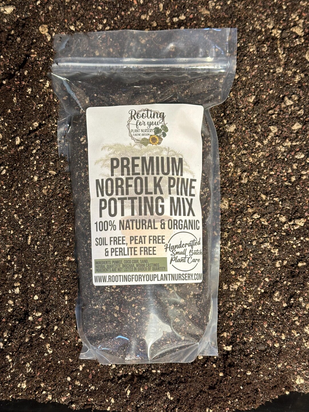 Norfolk Pine Premium Soil Less Potting Mix Oregon Licensed Nursery - - Etsy