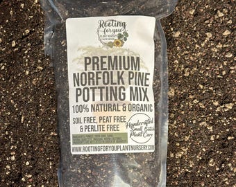 Norfolk Pine Premium Soil Less Potting Mix Oregon Licensed Nursery -