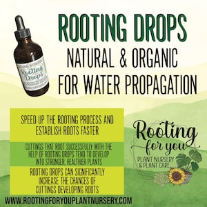 May include: A bottle of rooting drops for water propagation. The bottle is clear glass with a brown label that says "Rooting Drops" and "Natural & Organic". The label also says "Speed up the rooting process and establish roots faster".