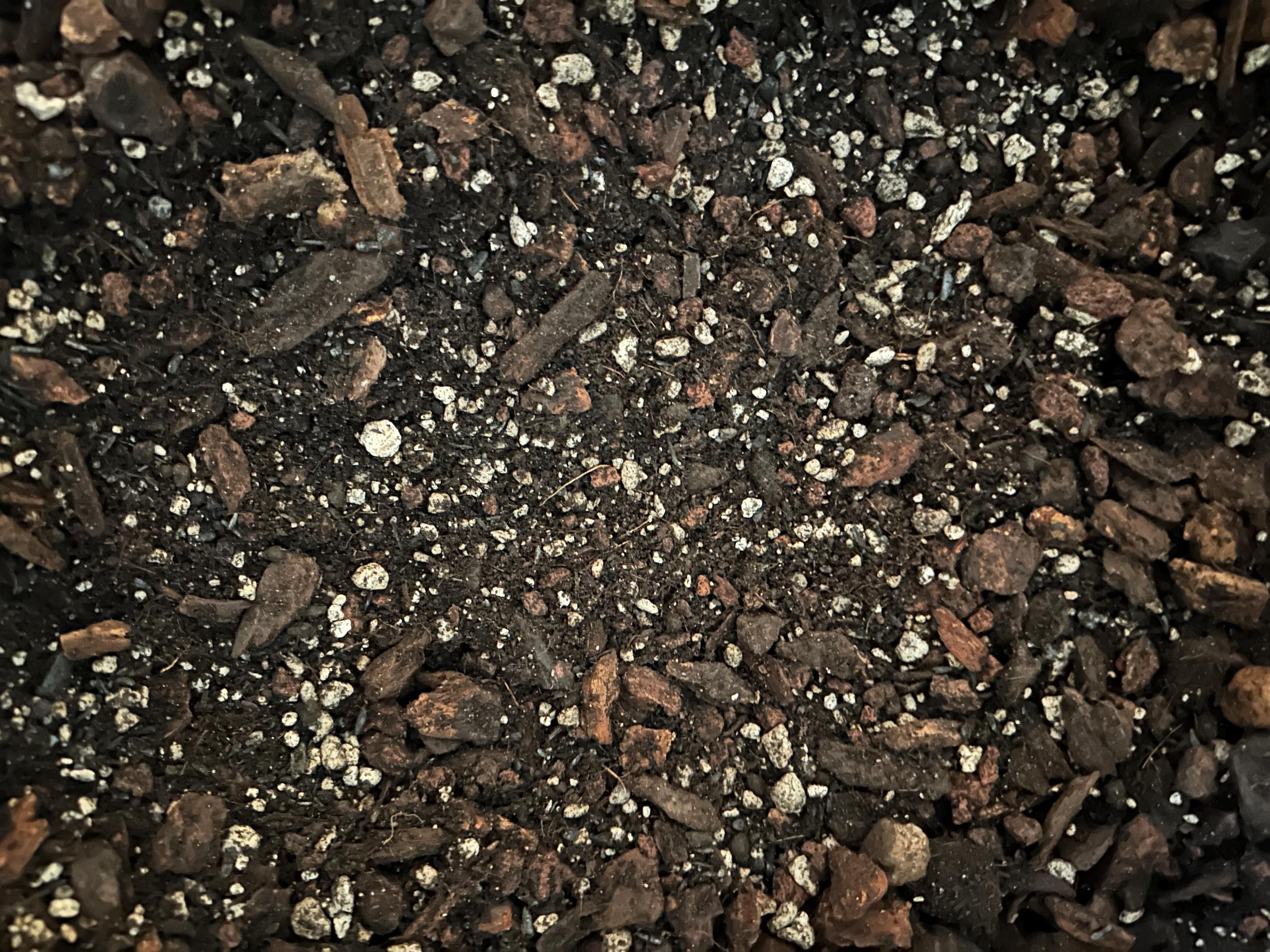 DRACAENA Premium Soil Less Potting Mix Oregon Licensed Nursery - - Etsy