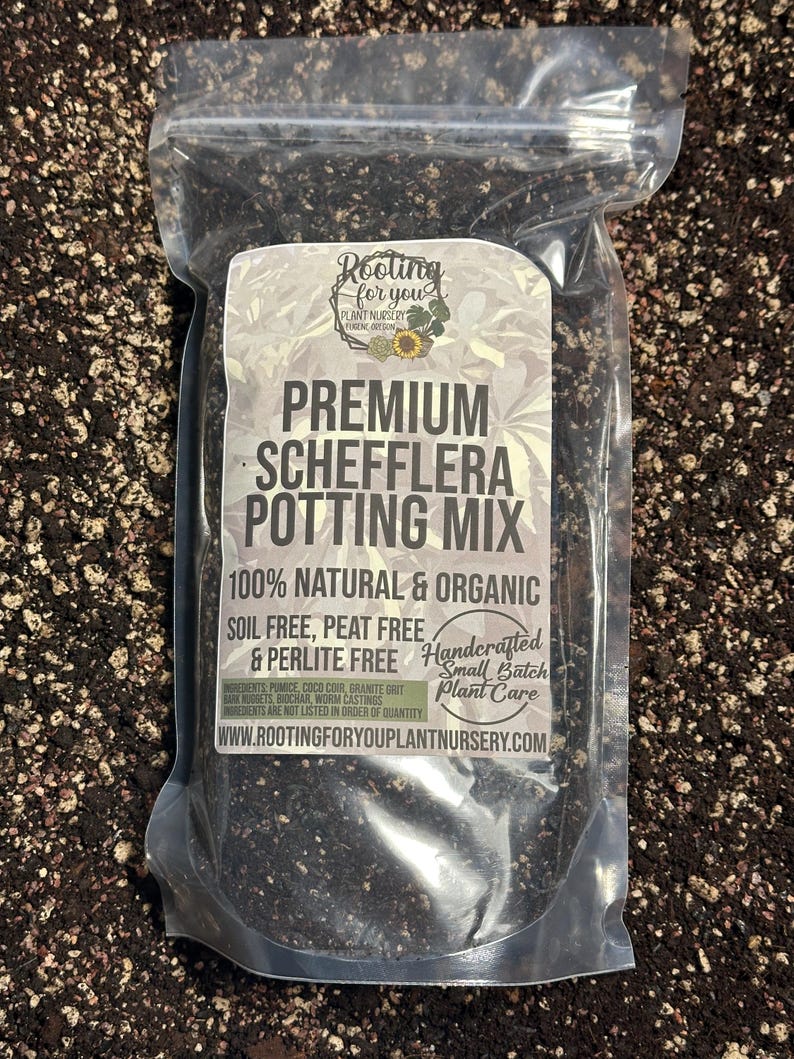 SCHEFFLERA Premium Soil Less Potting Mix Oregon Licensed Nursery - - Etsy