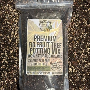 FIG FRUIT TREE Premium Soil Less Potting Mix Oregon Licensed Nursery - rootingforyouplantnursery.com