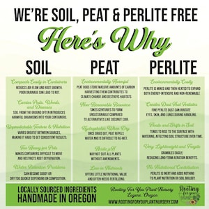 ZZ PLANT Premium Soil Less Potting Mix Oregon Licensed Nursery - - Etsy