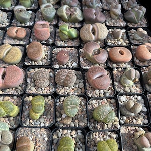 May include: A collection of small potted succulents, including Lithops, in various colors such as green, pink, and tan. The plants are arranged in a grid pattern, each in a small square pot filled with gravel. The image is taken from a top-down perspective.