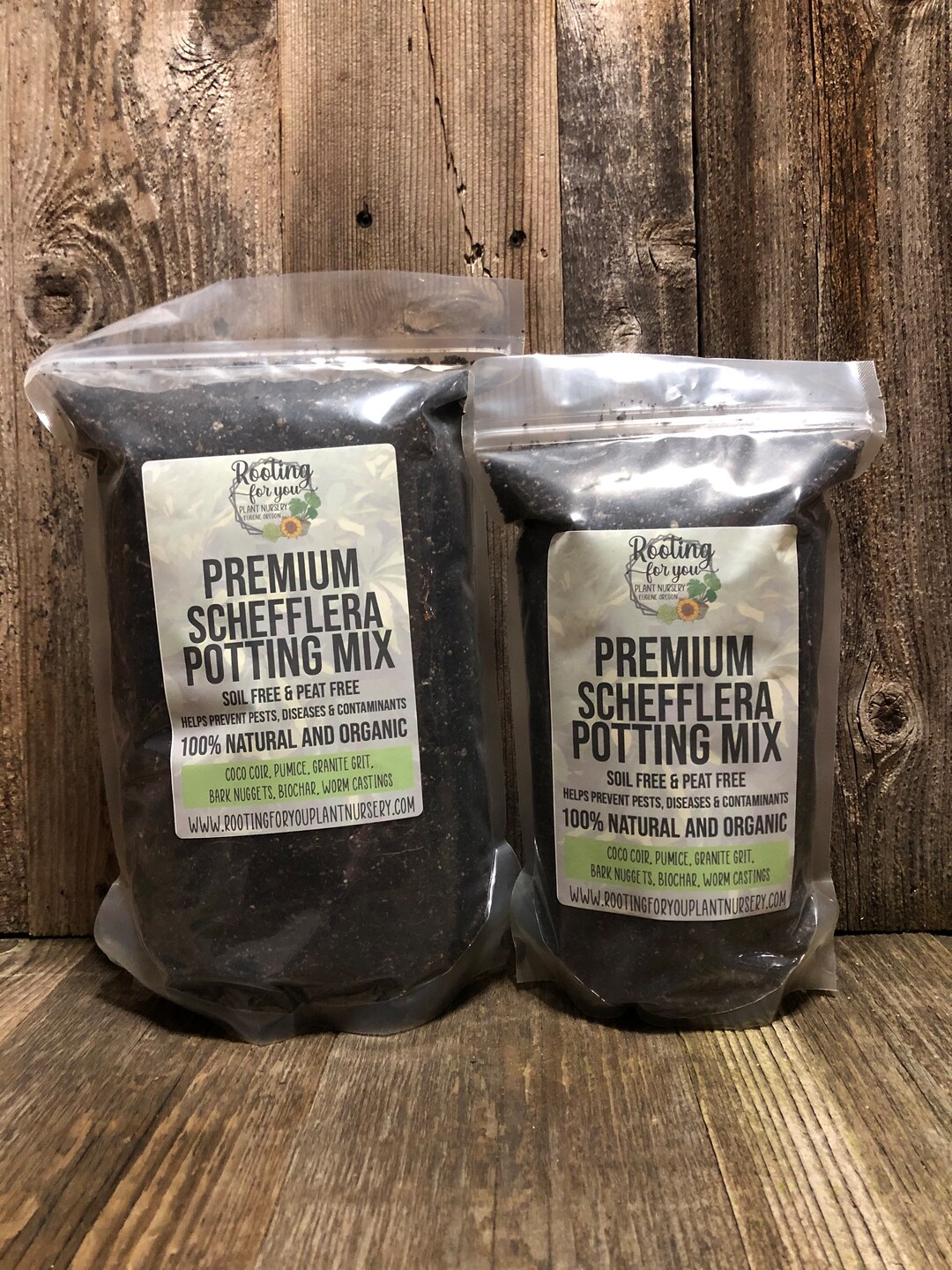 SCHEFFLERA Premium Soil Less Potting Mix Oregon Licensed Nursery ...
