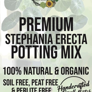 STEPHANIA ERECTA Premium Soil Less Potting Mix Oregon Licensed Nursery - rootingforyouplantnursery.com