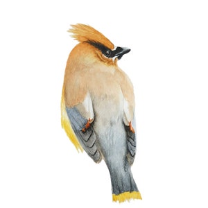 Cedar Waxwing, original watercolor