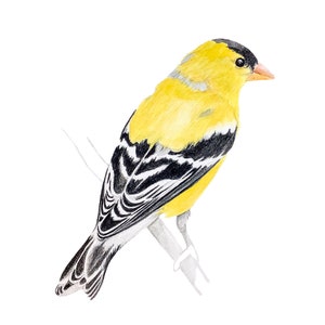 Goldfinch, archival print