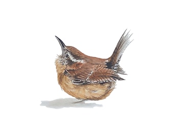 Carolina Wren, archival print