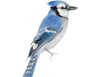 Blue Jay, stampa d'archivio