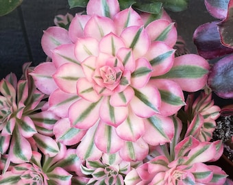 @Rabbit.Echeveria出品 newestsuccs648_1024x.jpg?v=