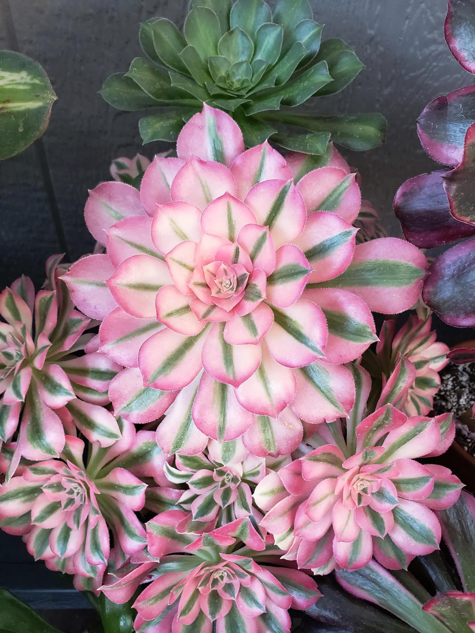Aeonium Pink Witch Succulent - Rare Imported Plant