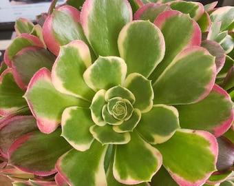 Rare Aeonium White Witch Succulent Cutting - 5&quot; Diameter