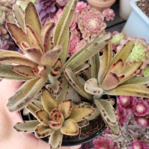 Chocolate Soldier Succulent: Kalanchoe Tomentosa, Fuzzy Plant