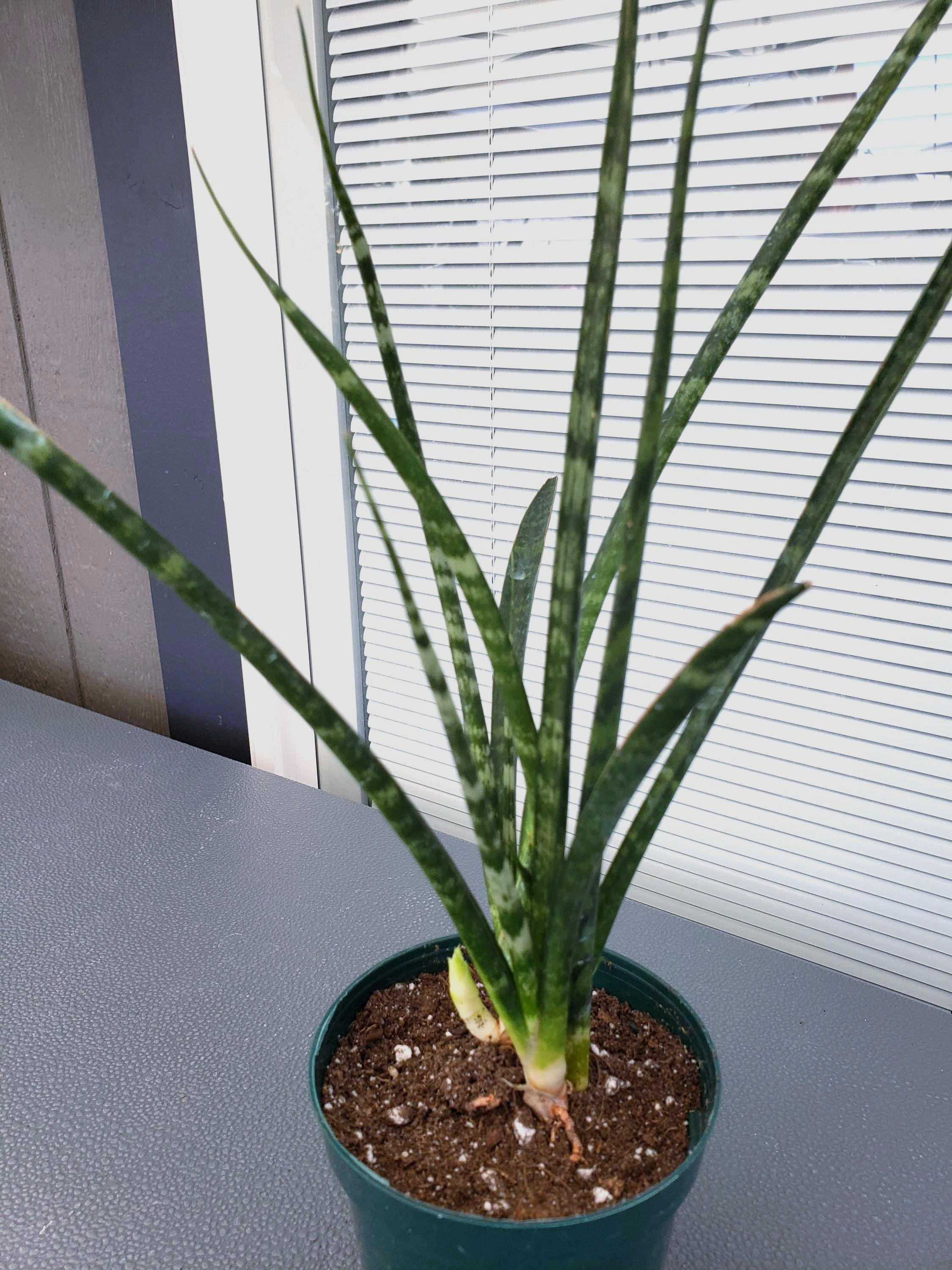 Succulent - Sansevieria Fernwood Mikado in 4" pot - will ship bare root.