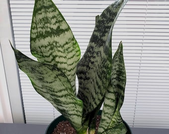 Succulent - Sansevieria Robusta in 6&quot; pot - will ship bare root.