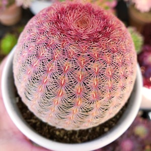 Rare Echinocereus Cactus: Rigidissimus Rubrispinus - Hedgehog Family
