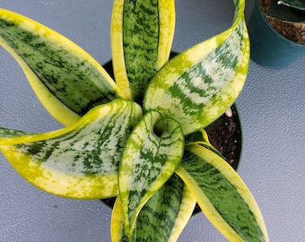 Succulent - Sansevieria Twist - rooted in 6&quot; pot. Will ship bare root.