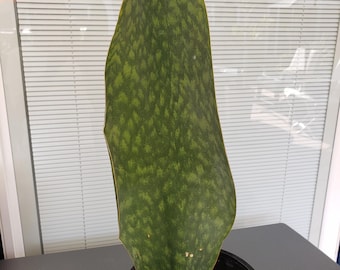 Succulent - Rare - EXTRA LARGE Sanseviera Whale Fin, Congolensis in 1 gal pot - will ship bare root, no soil or pot. About 15&quot; tall.