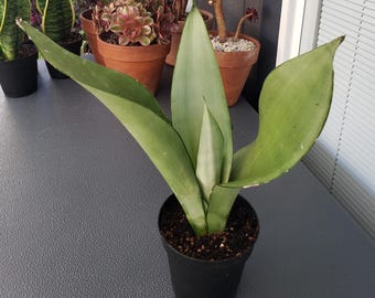 Succulent - Sansevieria Moonshine - rooted in 6&quot; pot - will ship bare root.  Beautiful plant.