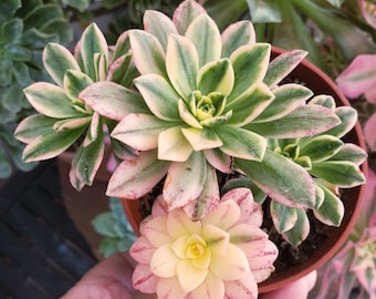 Aeonium Sweet Tea Succulent: Rooted in 4&quot; Pot, 2-4 Head Cluster