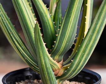 サンスベリア Sansevieria Hahnii Silver Zebra LHS9086_1200x1200.jpg?v=1705465054