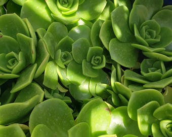Succulent - Aeonium Lilypad cutting -  3&quot; diameter - no roots. Beautiful and healthy succulent!