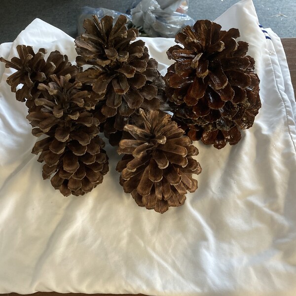 HUGE LARGE Pine Cones 7" - 9" Great for crafts, holiday decorating, Lot of 5.  Loblolly or Longleaf Pine trees. Giant.