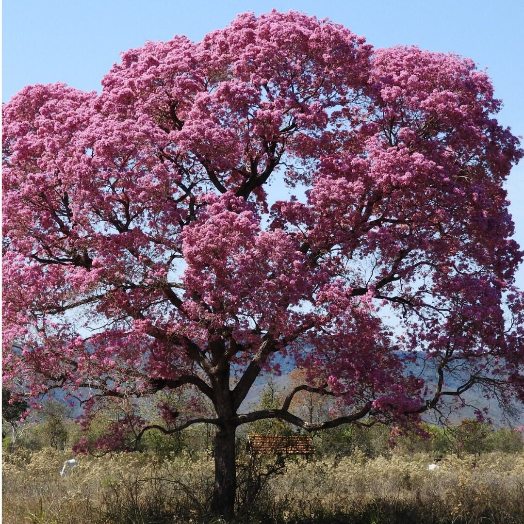 Purple Tabebuia Tree Tabebuia Impetiginosa Tree Purple Etsy