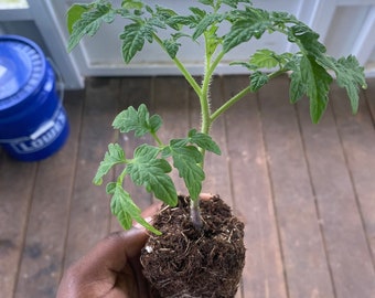 Homestead Tomato LIVE Starter Plant With Roots Plus Planting Guide