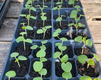 Clemson Spineless Okra LIVE Starter Plant With Roots