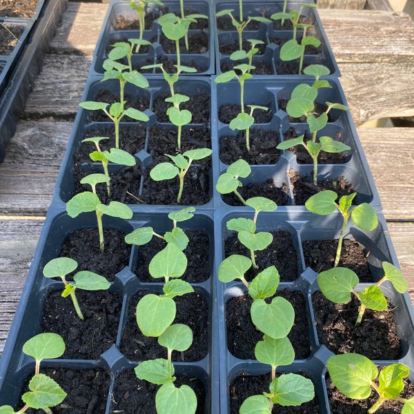 Clemson Spineless Okra LIVE Starter Plant With Roots