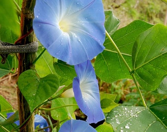 Heavenly Blue Morning Glory LIVE Starter Plant With Roots