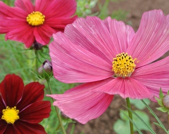 Cosmos Rubenza LIVE Starter Plant With Roots
