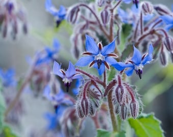 Borage LIVE Starter Plant With Roots