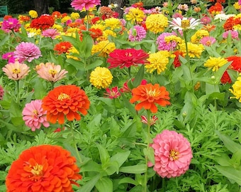 Zinnia LIVE Starter Plant With Roots Plus Guía de plantación