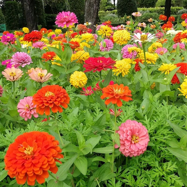 Zinnia LIVE Starter Plant With Roots Plus Planting Guide