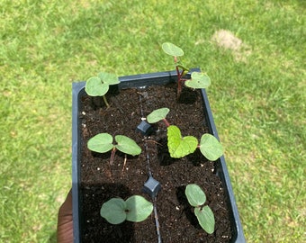 Red Burgundy Okra LIVE Starter Plant With Roots