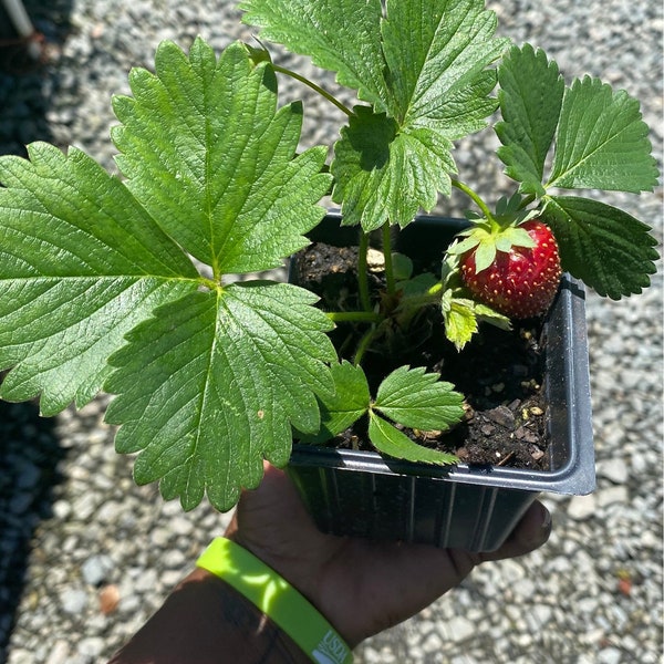 Everbearing Strawberry LIVE Starter Plant With Roots (Perennial)