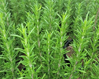 Rosemary LIVE Plant Large Plug