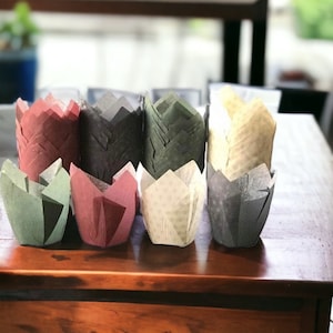 48 Tulip Paper Baking Cups, Paper Muffin Liners, Cupcake Wrappers, Gold Stars Design made in Canada