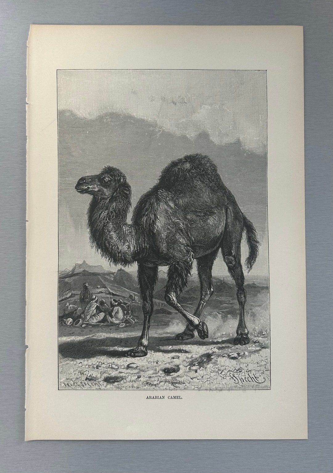 Arabian Camel - Sought-after Vintage Collection From, 