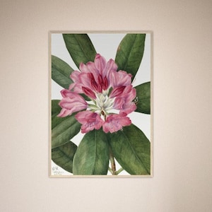 RHODODENDRON Mountain Rose Bay Pink Flower Vintage Botanical Art Premium Matte Paper Wooden Framed Poster Eco Friendly Wall Art