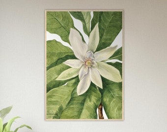 MAGNOLIA flor paraguas árbol vintage arte botánico papel mate premium cartel enmarcado de madera arte de pared ecológico