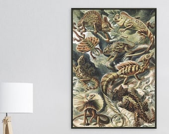 Lagartos Reptiles Vida animal Reproducción de arte vintage Papel mate premium Póster enmarcado de metal negro Arte de la pared Decoración VARIOS TAMAÑOS