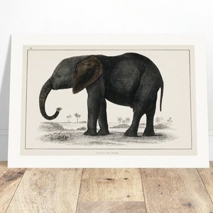 Elefante Oliver Goldsmith Illustrazione animale vintage Riproduzione artistica Carta opaca di qualità museale Poster Decorazione da parete VARIE DIMENSIONI