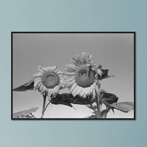 Sonnenblumenköpfe Blumen Missouri Vintage Schwarzweiß Foto Premium Matte Papier Schwarz Kiefer Holzrahmen Poster Wanddekor VERSCHIEDENE GRÖSSEN